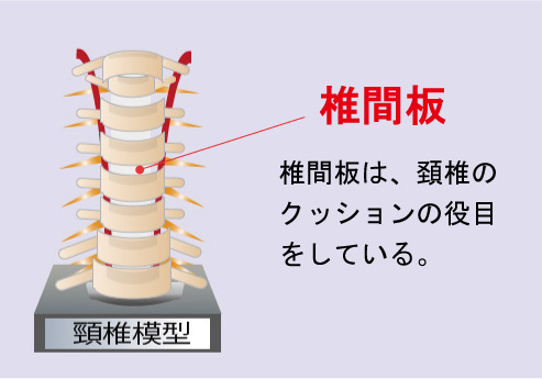 頸椎・椎間板